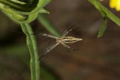 Argiope protensa
