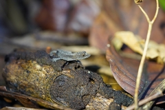 Anolis humilis