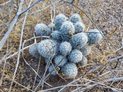 Mammillaria schumannii
