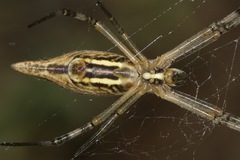 Argiope protensa