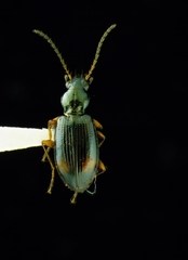 Bembidion scopulinum