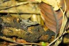 Anolis humilis