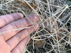 Eleusininae