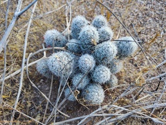Mammillaria schumannii