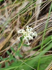 Pimelea humilis