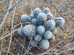 Mammillaria schumannii