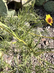 Sidneya tenuifolia