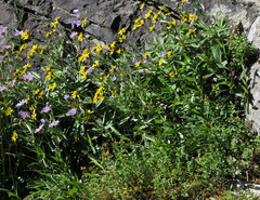 Arnica lanceolata prima