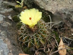 Parodia erinaceus