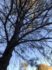 Pinus sabiniana