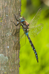 Rhionaeschna marchali