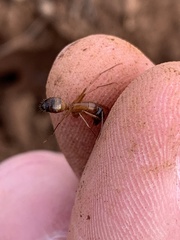 Camponotus sansabeanus
