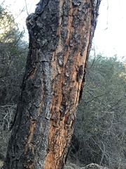 Pinus sabiniana