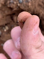 Camponotus sansabeanus