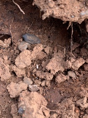 Camponotus sansabeanus