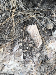 Pinus sabiniana