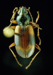 Bembidion transversale
