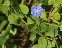 Evolvulus alsinoides angustifolius