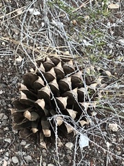 Pinus sabiniana