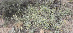 Goodenia willisiana