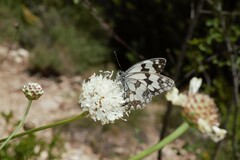 Melanargia lachesis