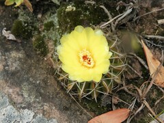 Parodia erinaceus