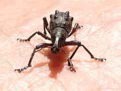 Megalometides cacicus