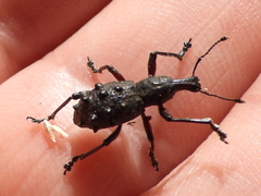 Megalometides cacicus