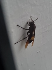 Polistes sagittarius