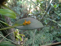 Acianthera polystachya