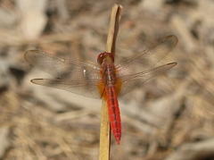 Crocothemis servilia