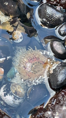 Anthopleura artemisia