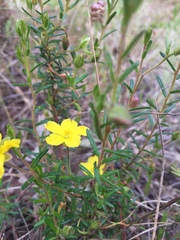 Hibbertia glebosa