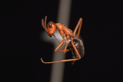 Endiodioctes