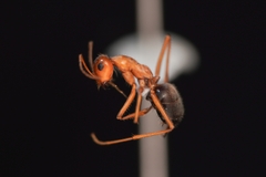 Endiodioctes