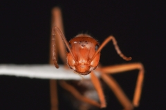 Endiodioctes