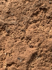 Monomorium ergatogyna