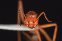 Endiodioctes