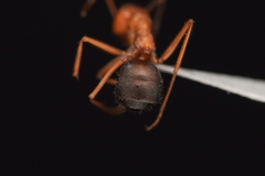 Endiodioctes