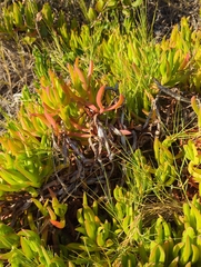 Carpobrotus