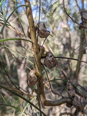 Hakea epiglottis epiglottis