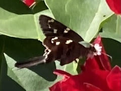 Urbanus proteus proteus