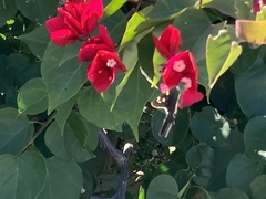 Urbanus proteus proteus