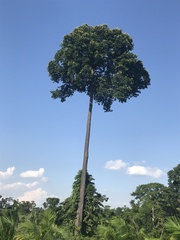 Bertholletia excelsa