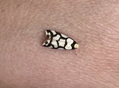 Scaptesyle dichotoma