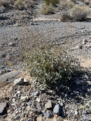 Bahiopsis reticulata