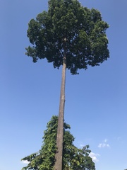 Bertholletia excelsa