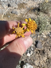 Bahiopsis reticulata