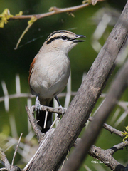 Tchagra australis