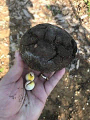 Bertholletia excelsa